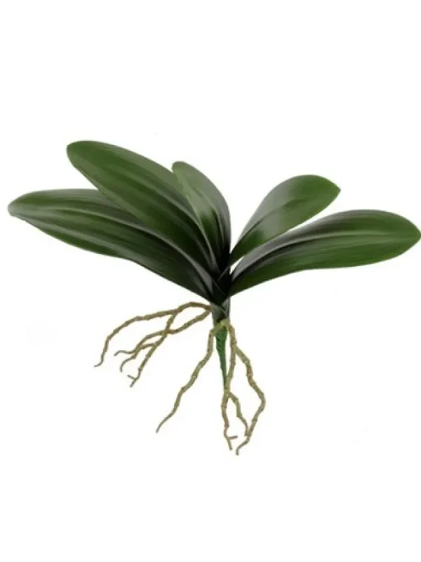 Phalaenopsis Leaf 15 in.