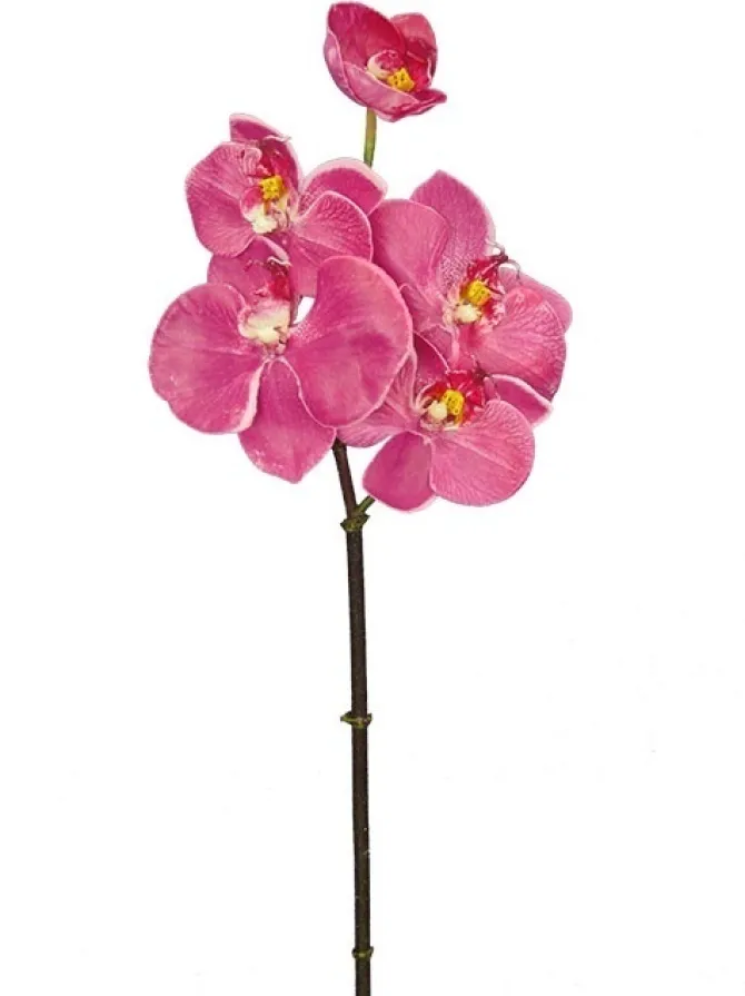 phalaenopsis_mini__in_fuc_0.webp Phalaenopsis Mini 20 in. Fuchsia