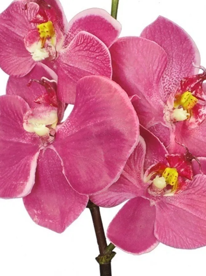 phalaenopsis_mini__in_fuc_1.webp Phalaenopsis Mini 20 in. Fuchsia