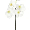 Phalaenopsis Mini 20 in. White
