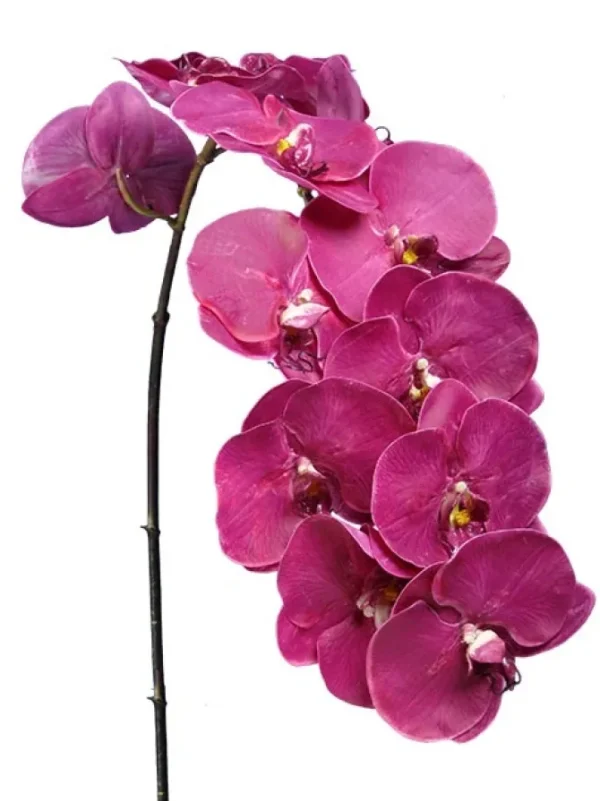 Phalaenopsis Spray 45 in. Fuchsia