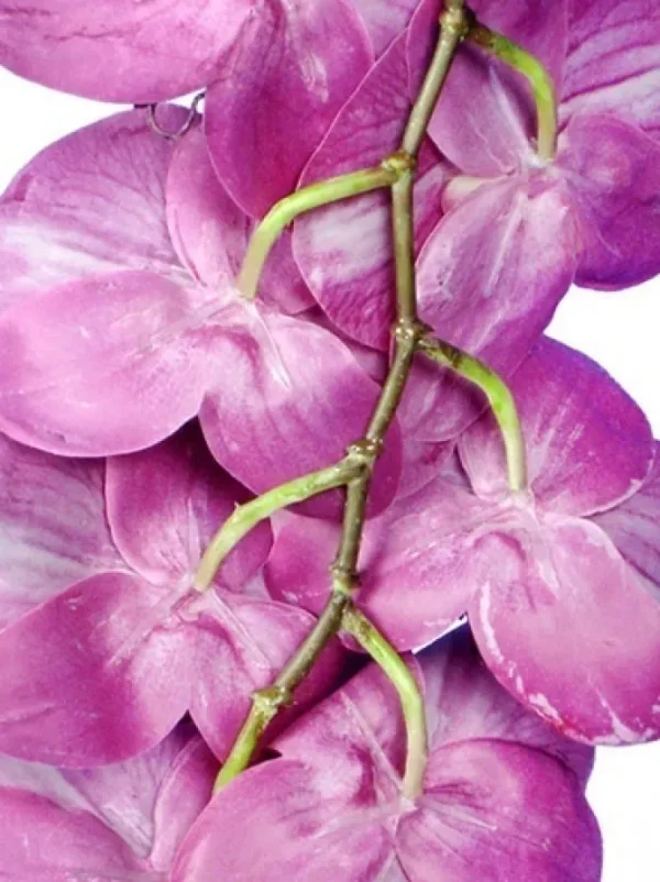 Phalaenopsis Spray 45 in. Fuchsia