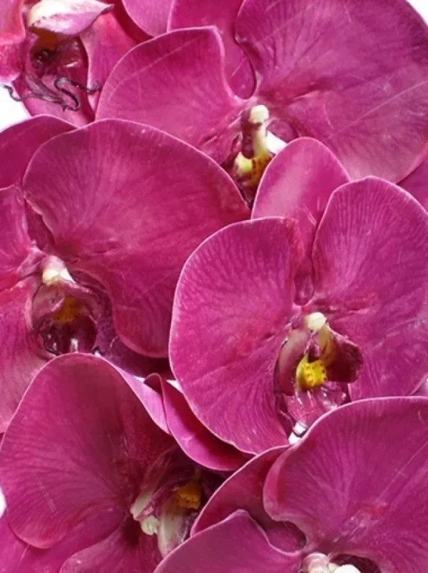 Phalaenopsis Spray 45 in. Fuchsia