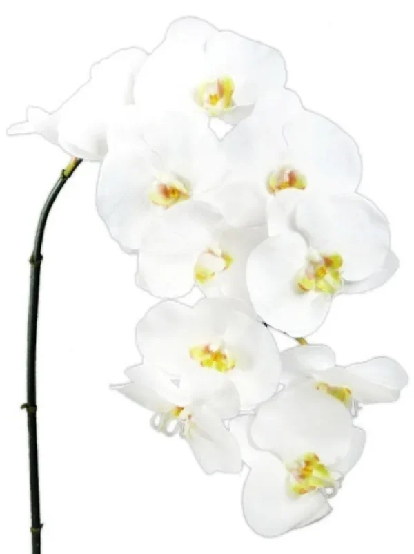 Phalaenopsis Spray 45 in. White