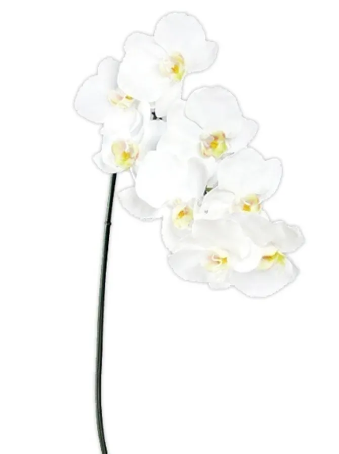 phalaenopsis_spray__in_wh_0.webp Phalaenopsis Spray 37.5 in. White