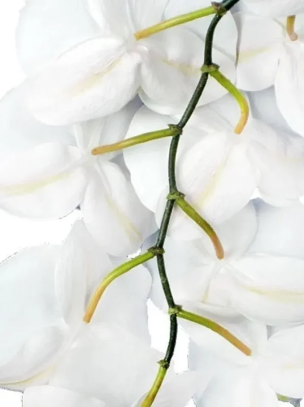 Phalaenopsis Spray 45 in. White
