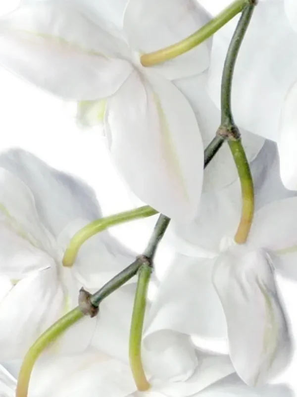 Phalaenopsis Spray 37.5 in. White