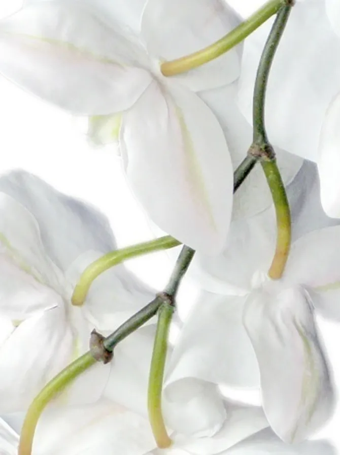 phalaenopsis_spray__in_wh_1.webp Phalaenopsis Spray 37.5 in. White