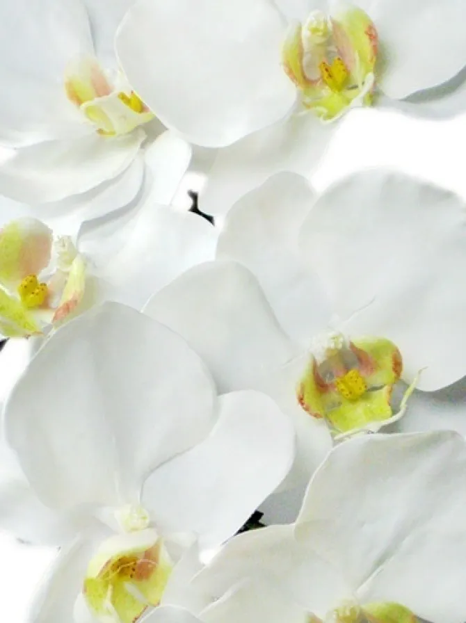 phalaenopsis_spray__in_wh_2.webp Phalaenopsis Spray 37.5 in. White