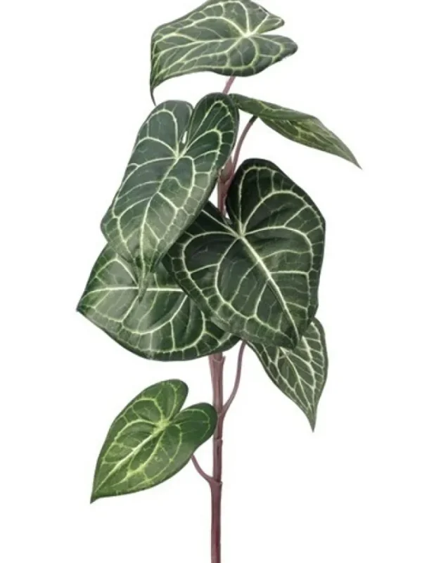 Philo Gloriosa 28 in.