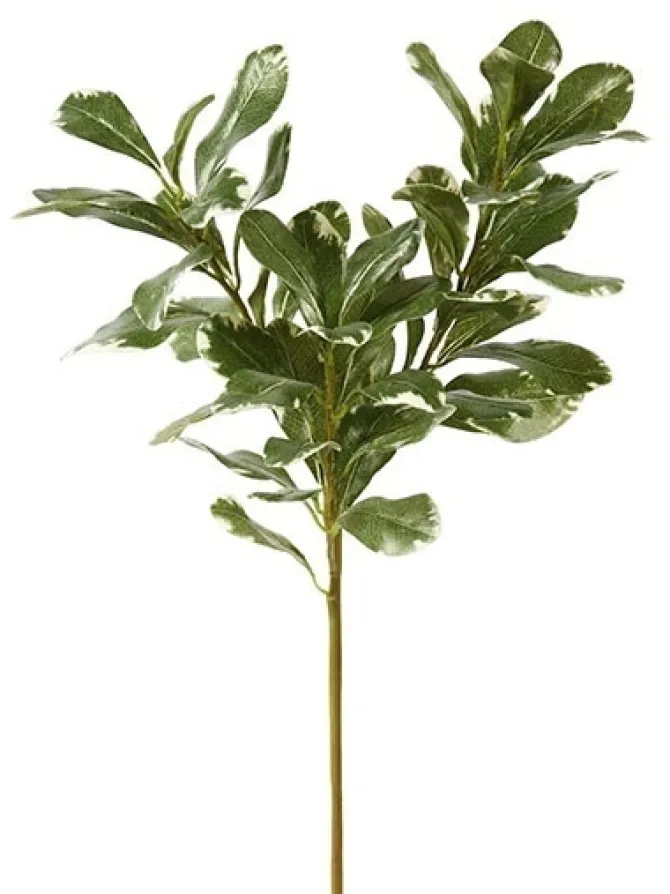 pittisporum_branch__in_0.webp Pittisporum Branch 20 in.