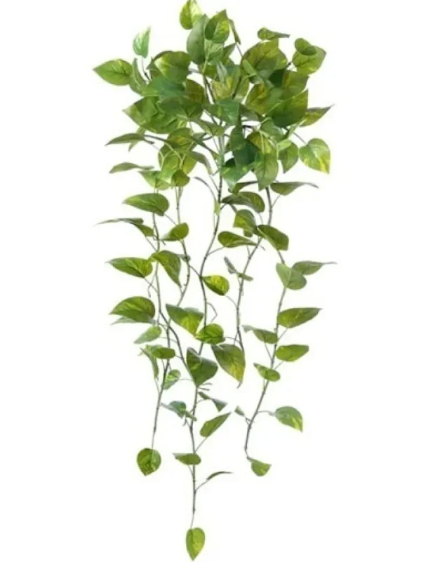 Pothos Bush 39 in.