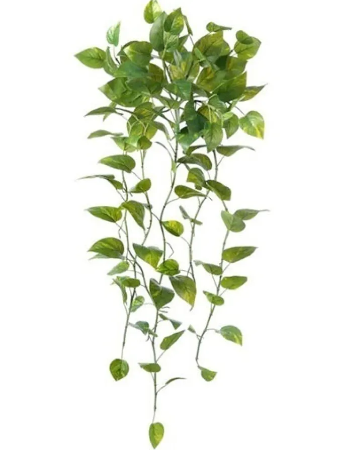 pothos_bush__in_0.webp Pothos Bush 39 in.