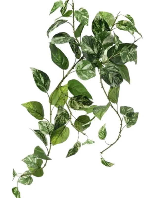 Pothos Bush 27 in. Green / White