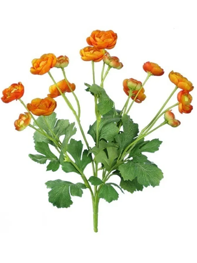ranunculus_bush__in_orang_0.webp Ranunculus Bush 13 in. Orange
