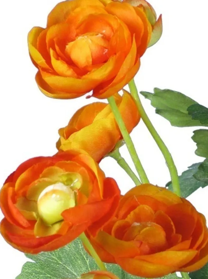 ranunculus_bush__in_orang_2.webp Ranunculus Bush 13 in. Orange