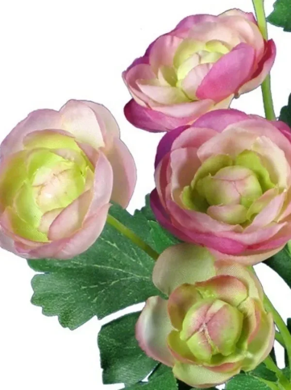 Ranunculus Bush 13 in. Pink