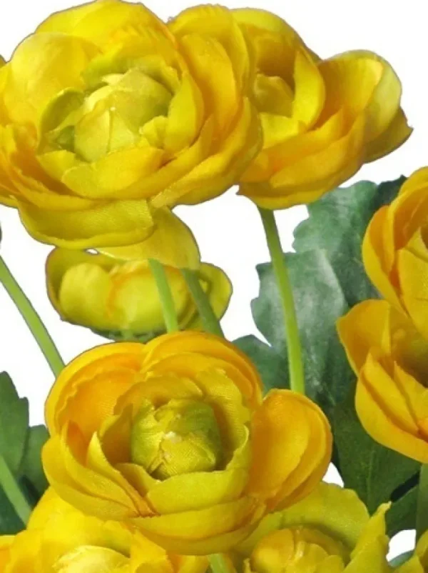 Ranunculus Bush 13 in. Yellow