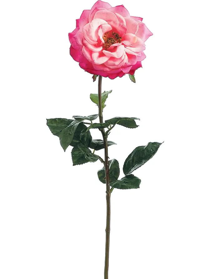 rose_orlane_in_beauty_0.webp Rose Orlane 25.5in Beauty