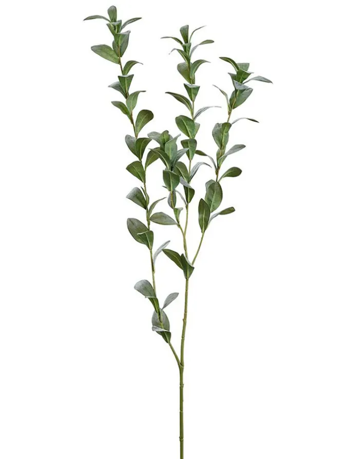 ruscus_hypophyllum_spray__0.webp Ruscus Hypophyllum Spray 47 in.