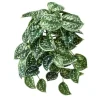 Scindapsus Pictus Bush 9 in. Green/White