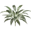 Silver Queen 26 in. Dark Green