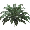 Silver Queen Plant 28 in.