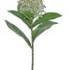 Skimmia 13 in. Green / Grape
