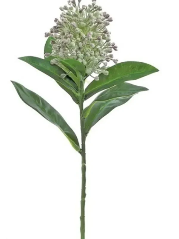Skimmia 13 in. Green / Grape