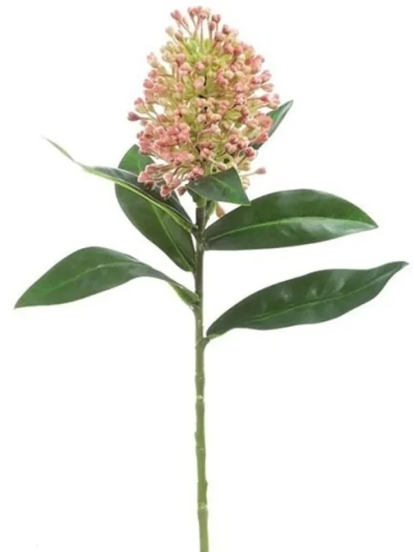 Skimmia 13 in. Pink