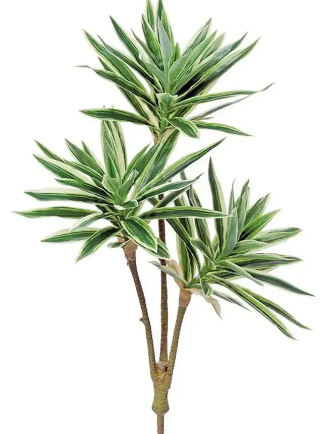 song_of_jamaica__in_green_0.webp Song of Jamaica 23.5 in. Green/white