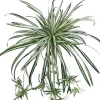 Spider Plant 20 in.