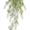 Sprengeri Hanging Bush 26 in.