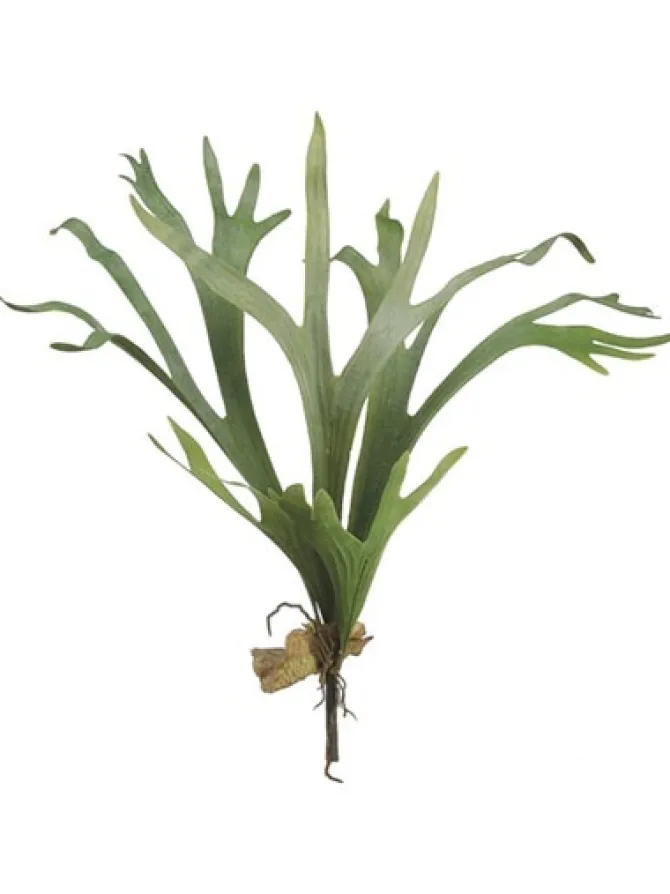 staghorn_fern__in_0.webp Staghorn Fern 24.5 in.