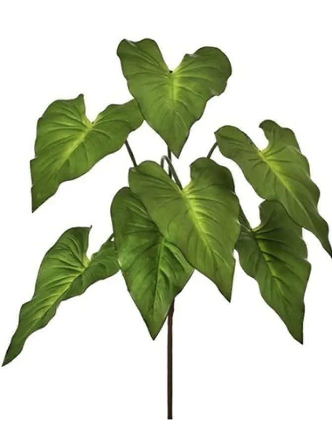 taro_plant__in_green_0.webp Taro Plant 25 in. Green