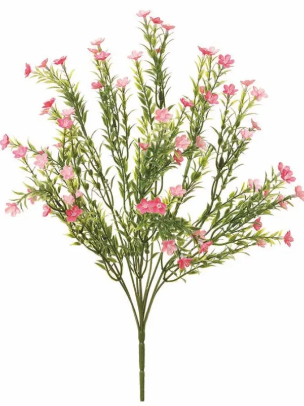 Waxflower Bush 20 in. Pink