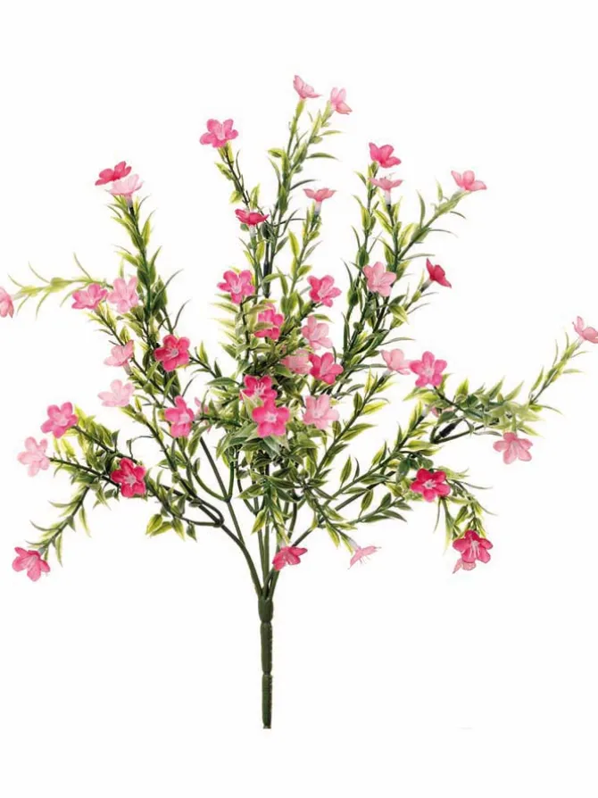 waxflower_bush__in_pink_0.webp Waxflower Bush 14 in. Pink