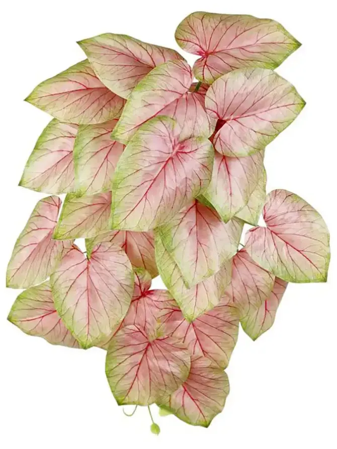 wild_caladium_bush__in_pi_0.webp Wild Caladium Bush 23 in. Pink/Green