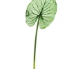 Wild Caladium Leaf 36.5 in. Green