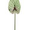 Wild Caladium Leaf 47 in. Green