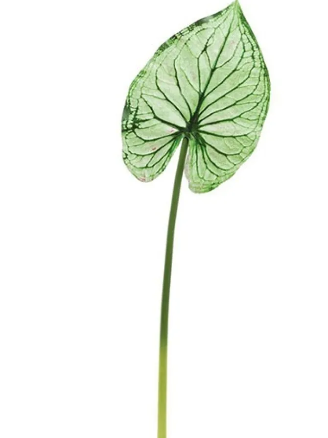 wild_caladium_leaf__in_gr_0.webp Wild Caladium Leaf 36.5 in. Green
