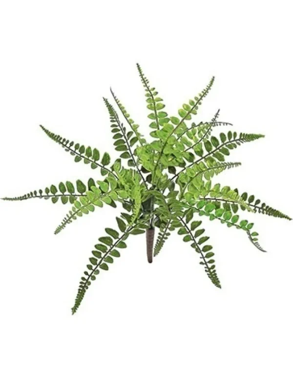 Wing Fern Bush 13 in.