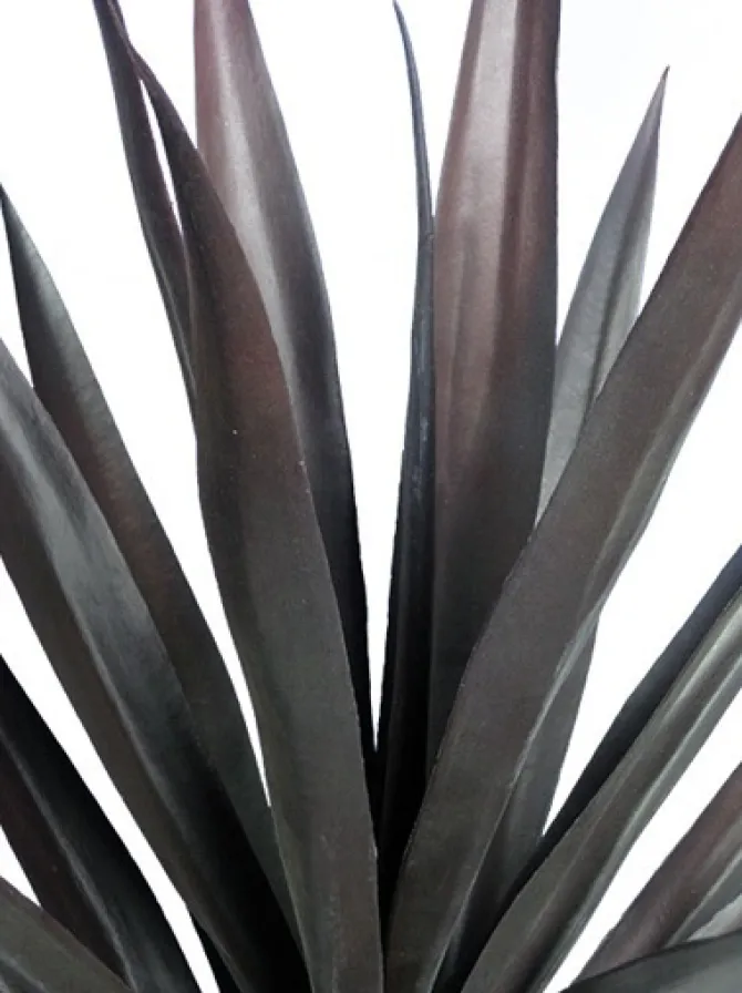yucca__in_burgundy_2.webp Yucca 27 in. Burgundy